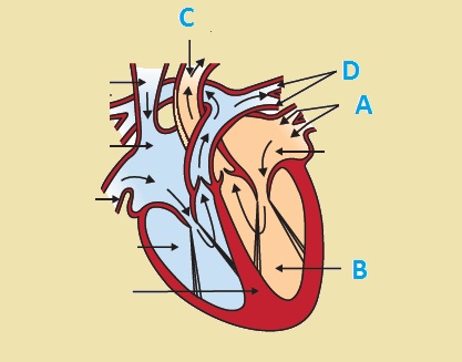 In the given diagram of the human heart, label the parts A, B, C